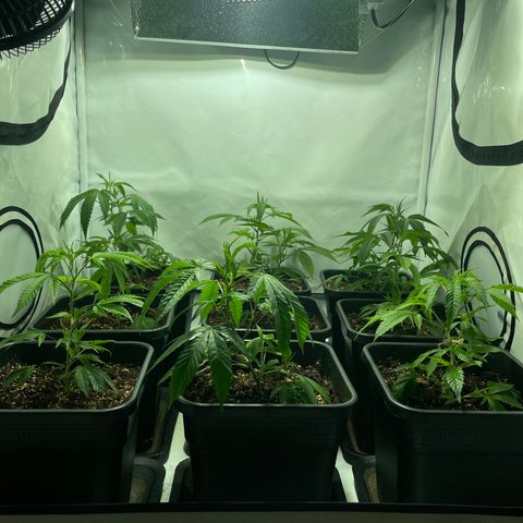 pzatree #1 growlog timeline photo