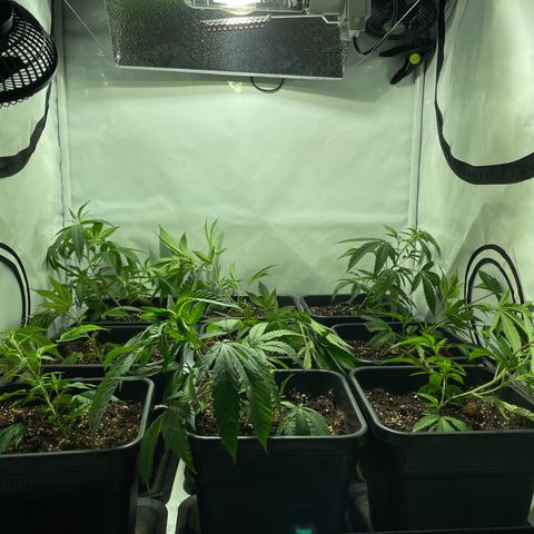 pzatree #1 growlog photo: LST