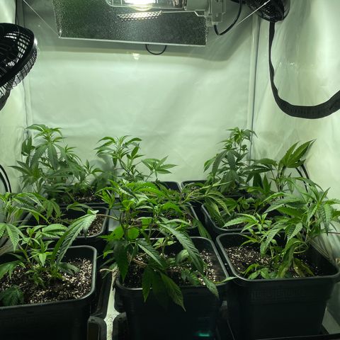 pzatree #1 growlog timeline photo