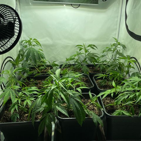 pzatree #1 growlog timeline photo