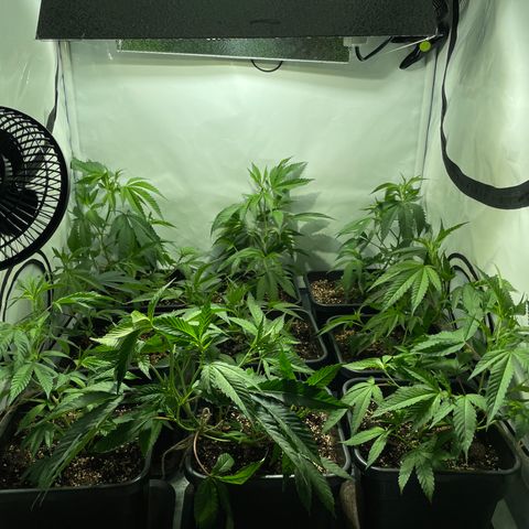 pzatree #1 growlog timeline photo