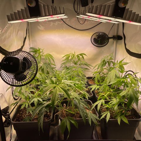pzatree #1 growlog timeline photo