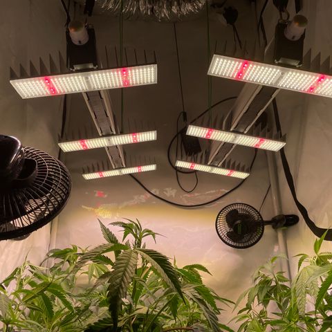 pzatree #1 growlog photo: 2x SANlight EVO 3-100 (11*)