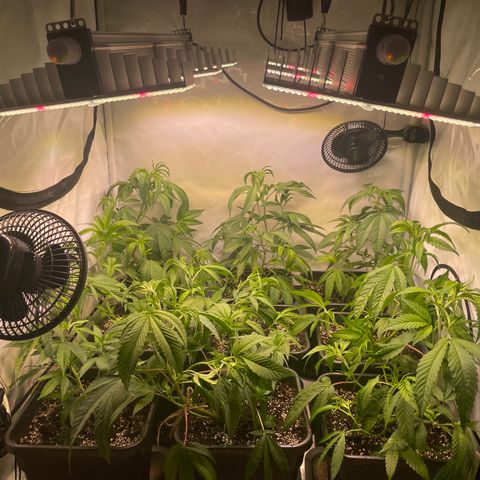 pzatree #1 growlog timeline photo