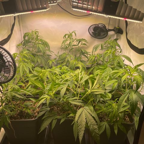 pzatree #1 growlog timeline photo