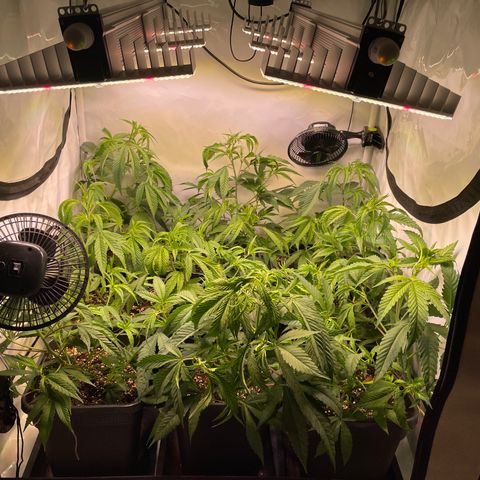 pzatree #1 growlog timeline photo