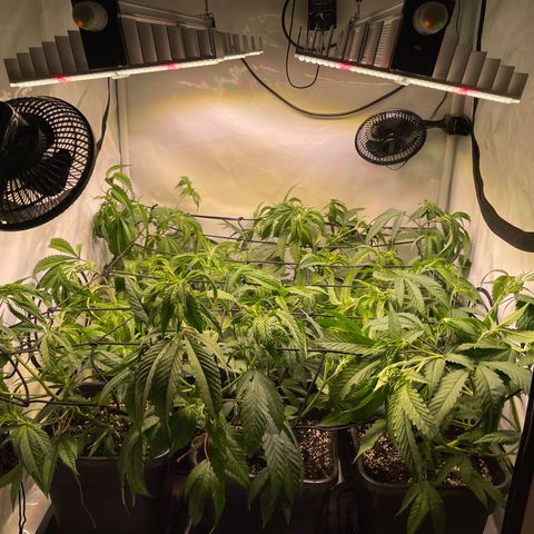 pzatree #1 growlog timeline photo