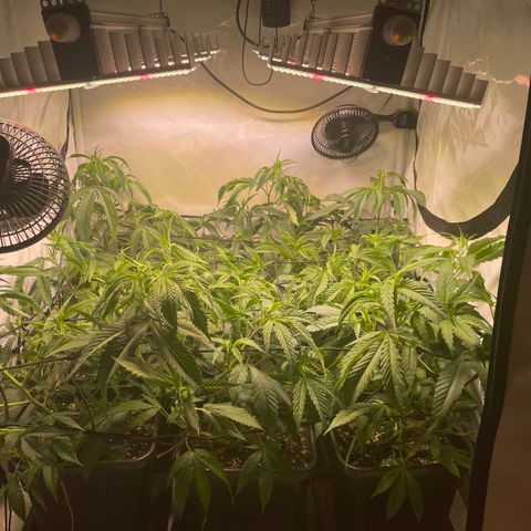 pzatree #1 growlog timeline photo
