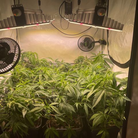 pzatree #1 growlog timeline photo