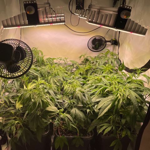 pzatree #1 growlog timeline photo