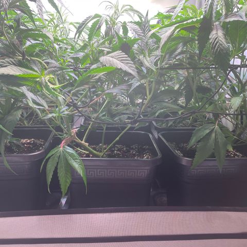 pzatree #1 growlog photo: lollipopping test