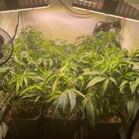 pzatree #1 growlog photo: lollipopping test