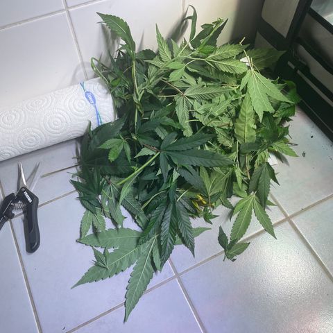 pzatree #1 growlog photo: lollipopping test