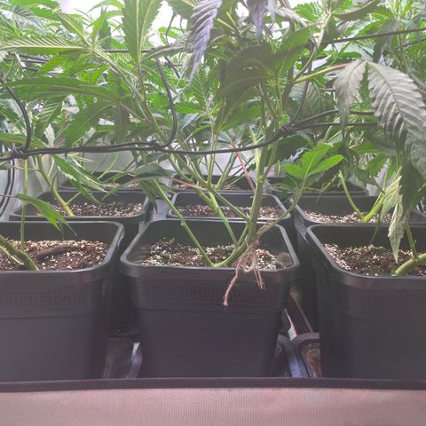 pzatree #1 growlog photo: lollipopping test