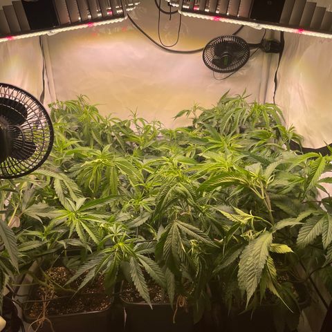 pzatree #1 growlog timeline photo