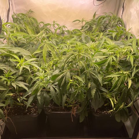 pzatree #1 growlog timeline photo