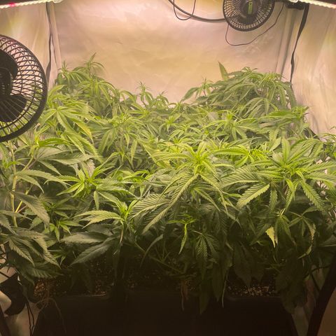 pzatree #1 growlog photo: switching to12/12