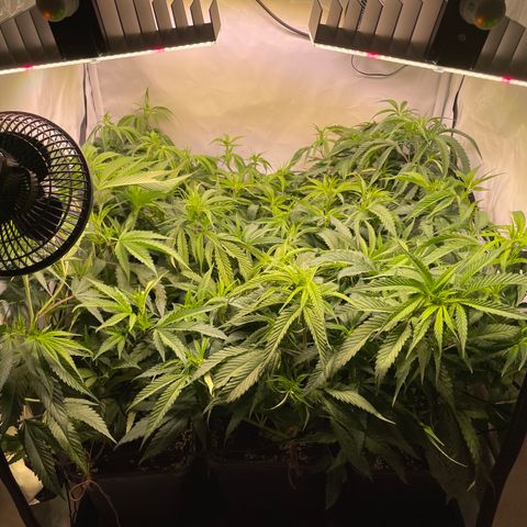 pzatree #1 growlog timeline photo