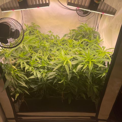 pzatree #1 growlog timeline photo