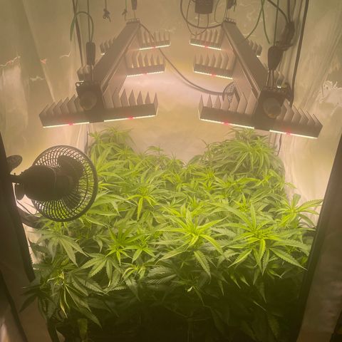 pzatree #1 growlog timeline photo