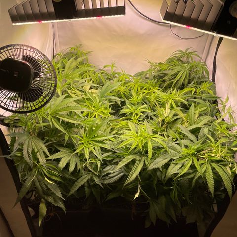 pzatree #1 growlog timeline photo