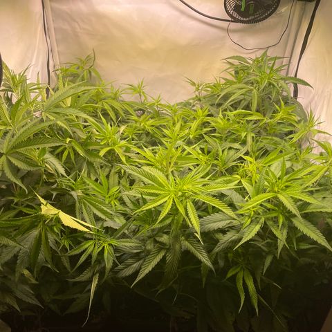 pzatree #1 growlog timeline photo