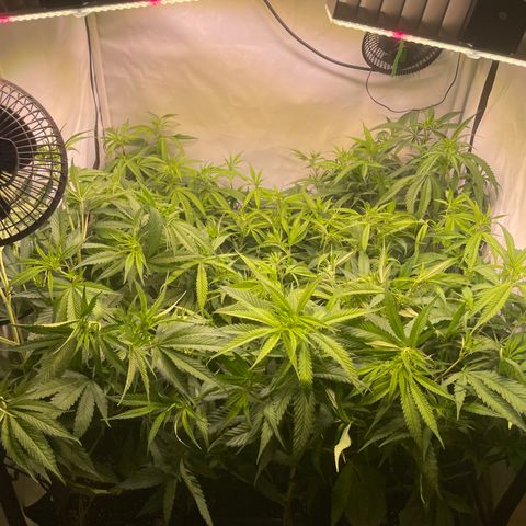 pzatree #1 growlog timeline photo
