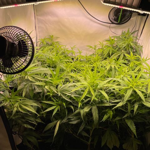 pzatree #1 growlog timeline photo