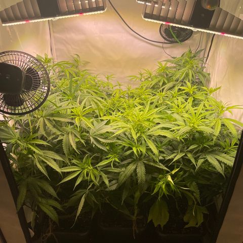 pzatree #1 growlog timeline photo