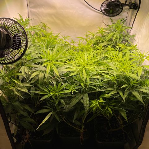 pzatree #1 growlog timeline photo