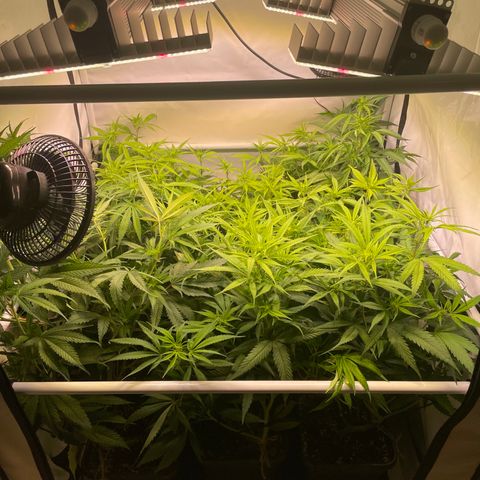 pzatree #1 growlog timeline photo