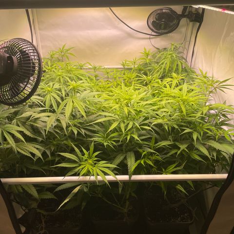 pzatree #1 growlog timeline photo