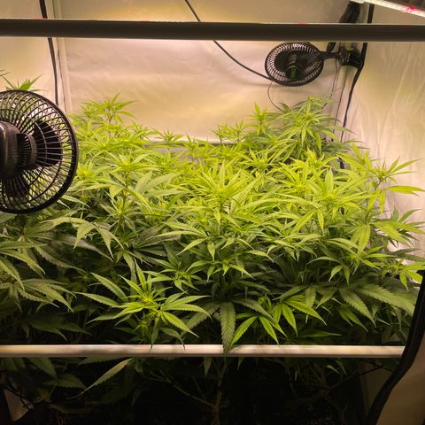 pzatree #1 growlog timeline photo