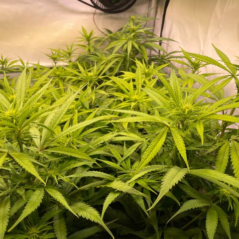pzatree #1 growlog timeline photo