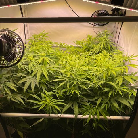 pzatree #1 growlog timeline photo