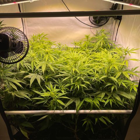pzatree #1 growlog timeline photo