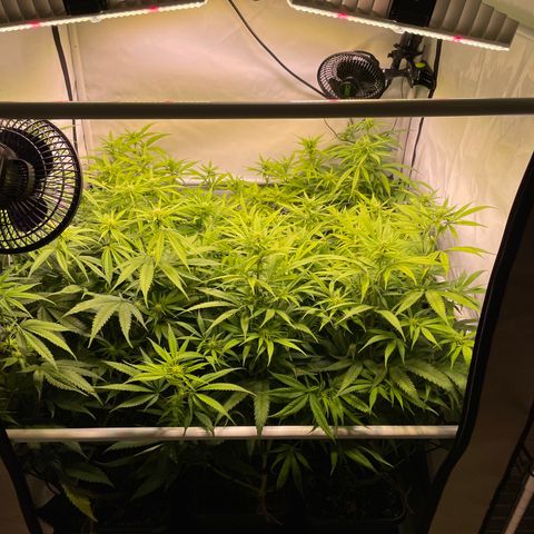 pzatree #1 growlog timeline photo