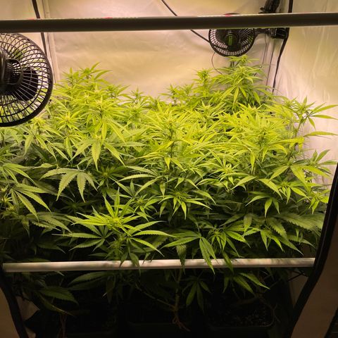 pzatree #1 growlog timeline photo