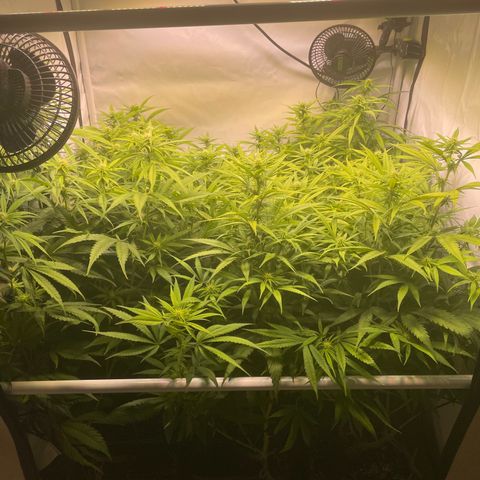 pzatree #1 growlog timeline photo