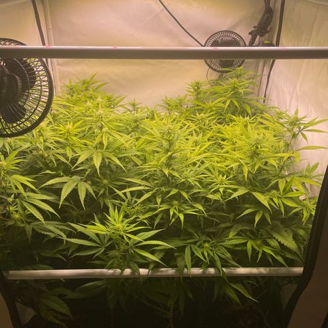 pzatree #1 growlog timeline photo