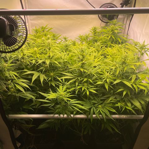 pzatree #1 growlog timeline photo