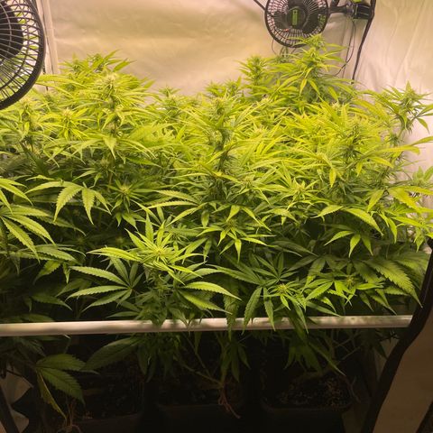 pzatree #1 growlog timeline photo