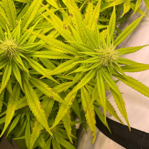 pzatree #1 growlog photo: phosphor deficiency?