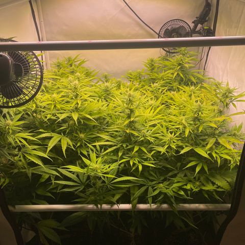 pzatree #1 growlog timeline photo