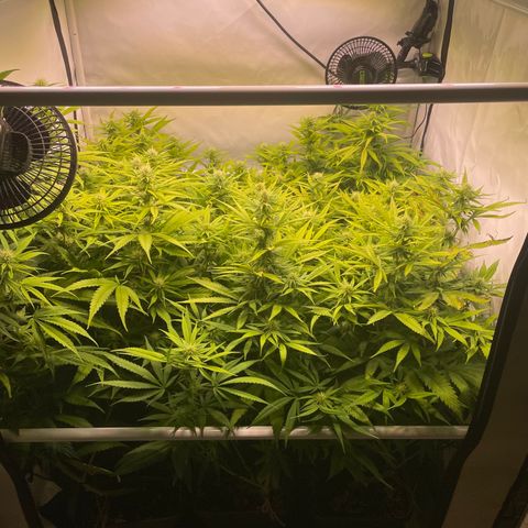 pzatree #1 growlog timeline photo