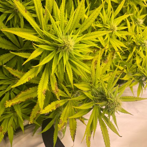 pzatree #1 growlog timeline photo