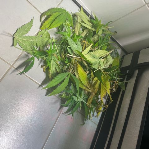 pzatree #1 growlog timeline photo