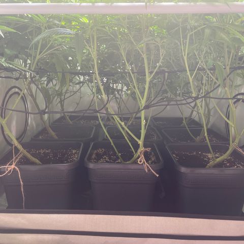 pzatree #1 growlog timeline photo