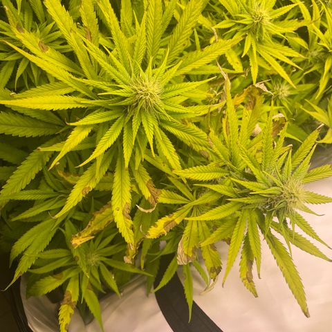 pzatree #1 growlog timeline photo