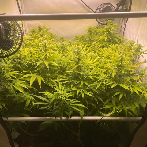 pzatree #1 growlog timeline photo